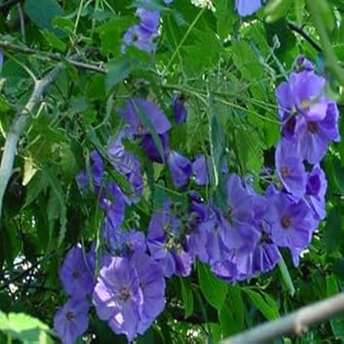Heirloom Non-GMO Blue Abutilon Striatum Flower Seeds High Germination Organic Garden Seeds for Planting