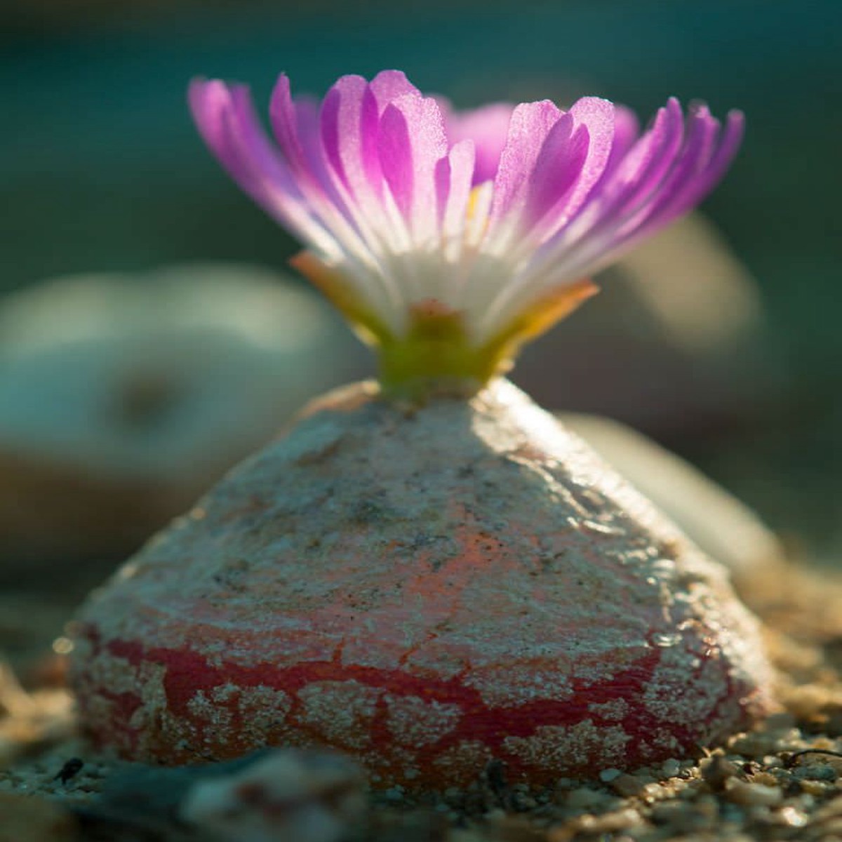 Heirloom Non-GMO Conophytum Burgeri Succulent Seeds for Planting | Rare Living Stone | High Germination Garden Seeds