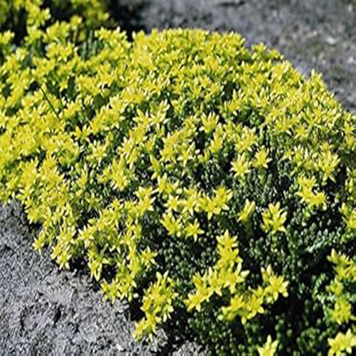 Heirloom Non-GMO Yellow Sedum Flower Seeds for Planting Drought-Tolerant Ground Cover Blooms