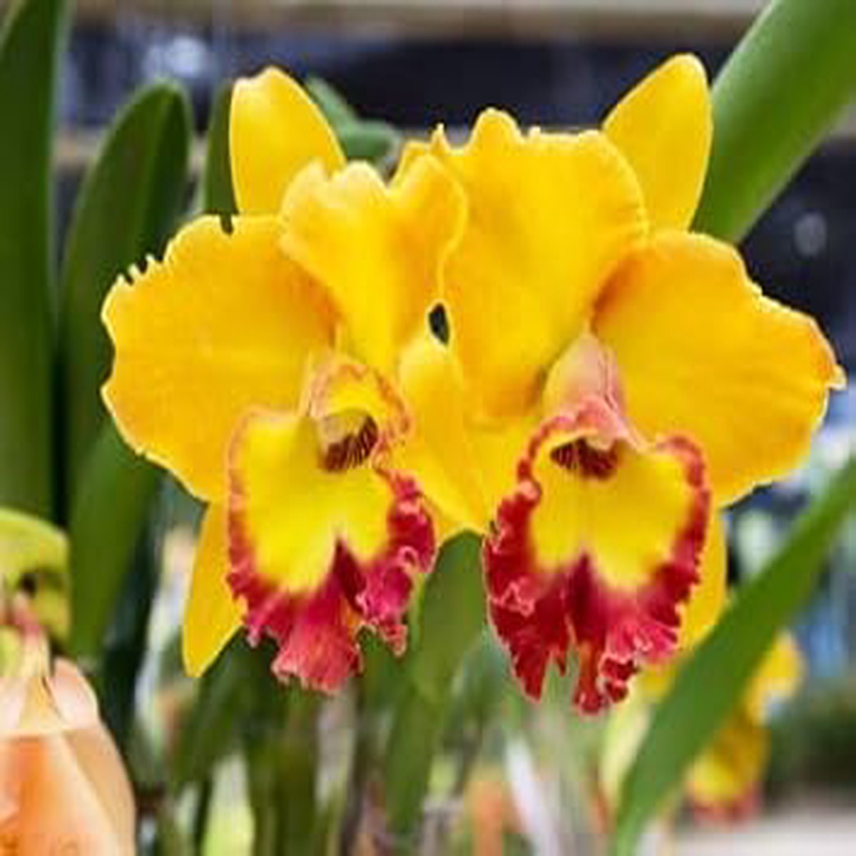Heirloom Yellow Red Cattleya Flower Seeds for Planting Non-GMO Orchid Seeds, High Germination Organic Garden Seeds