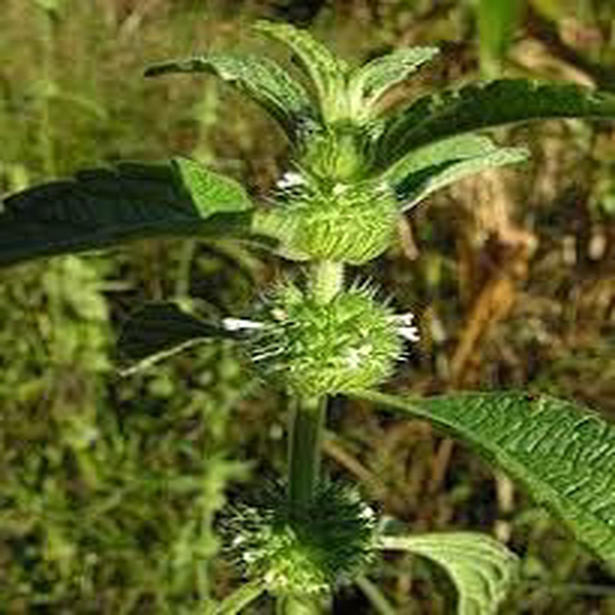 Hyptis Plant Seeds for Planting Heirloom, Non-GMO, High Germination Organic Garden Seeds