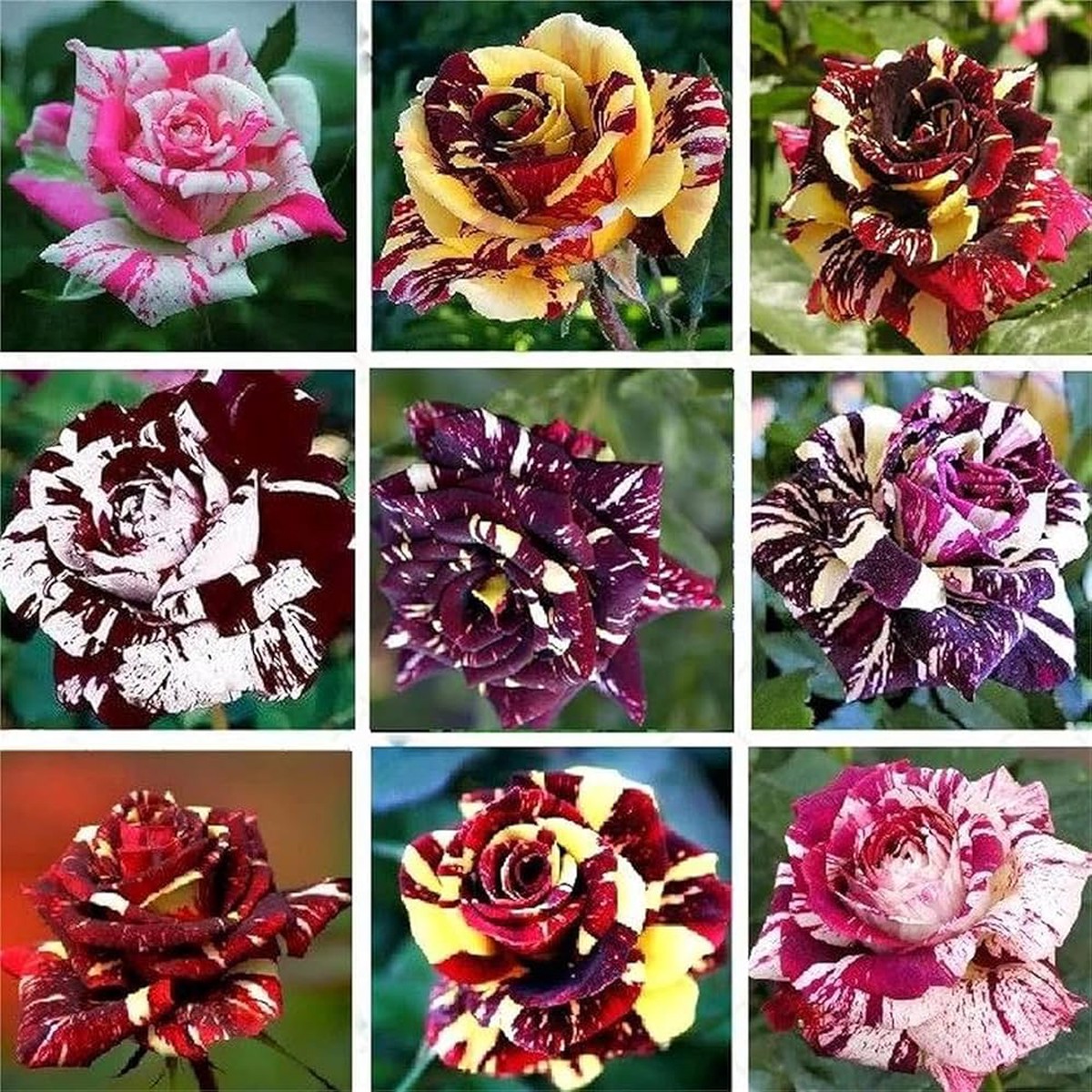 Mix Dragon Rose Flower Plant Seeds Heirloom Non-GMO Seeds for Planting High Germination Organic Garden Seeds
