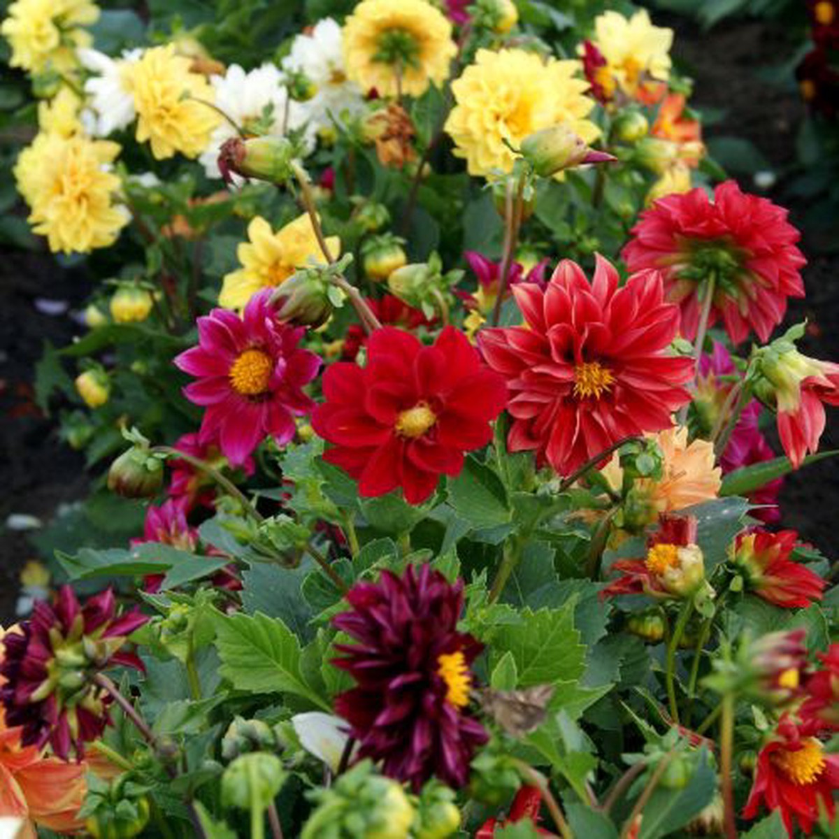 Mixed Color Flower Seeds for Planting Heirloom, Non-GMO, High Germination Organic Garden Seeds