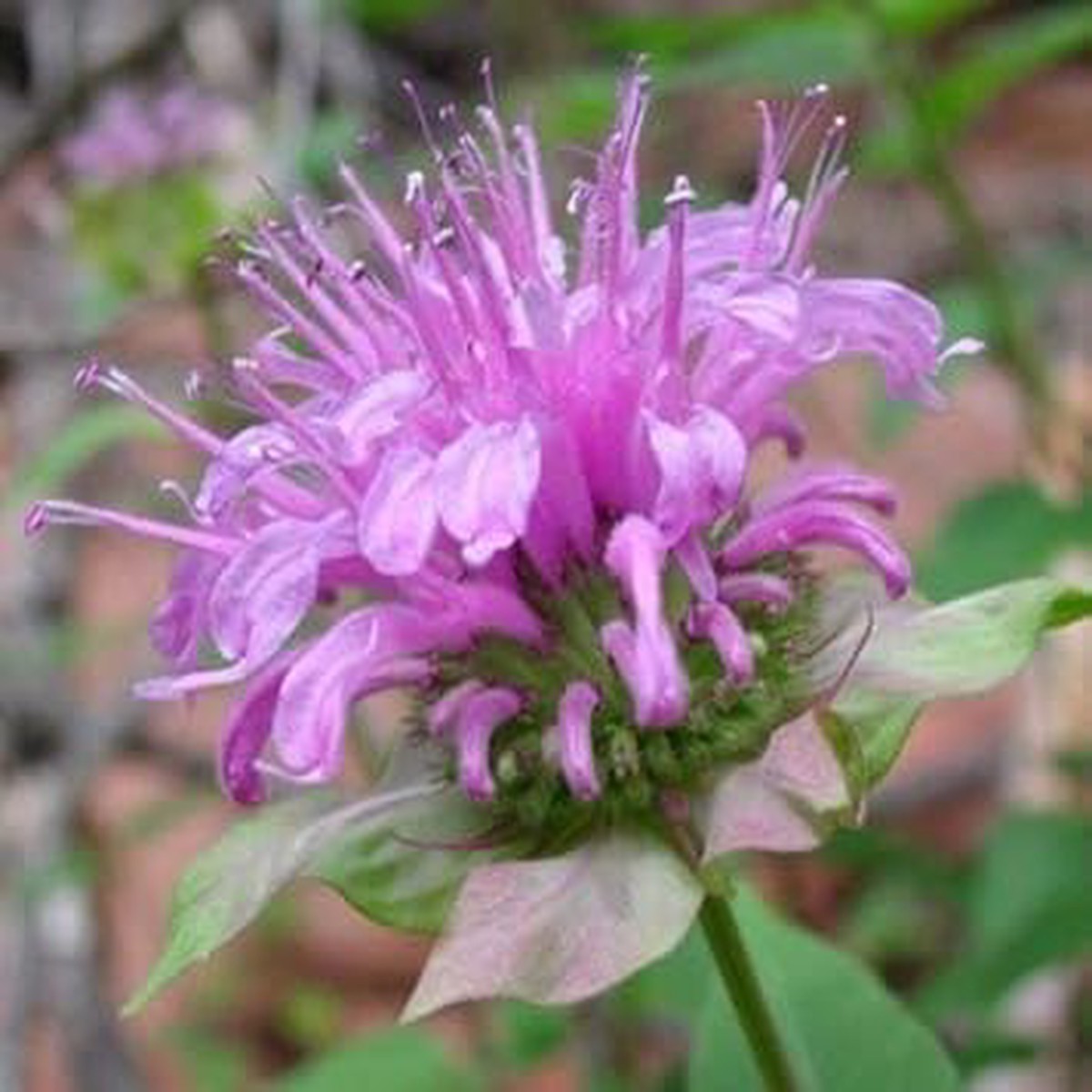 Monarda Fistulosa Purple Seeds Organic, Heirloom, Non-GMO Flower Seeds for Planting | High Germination
