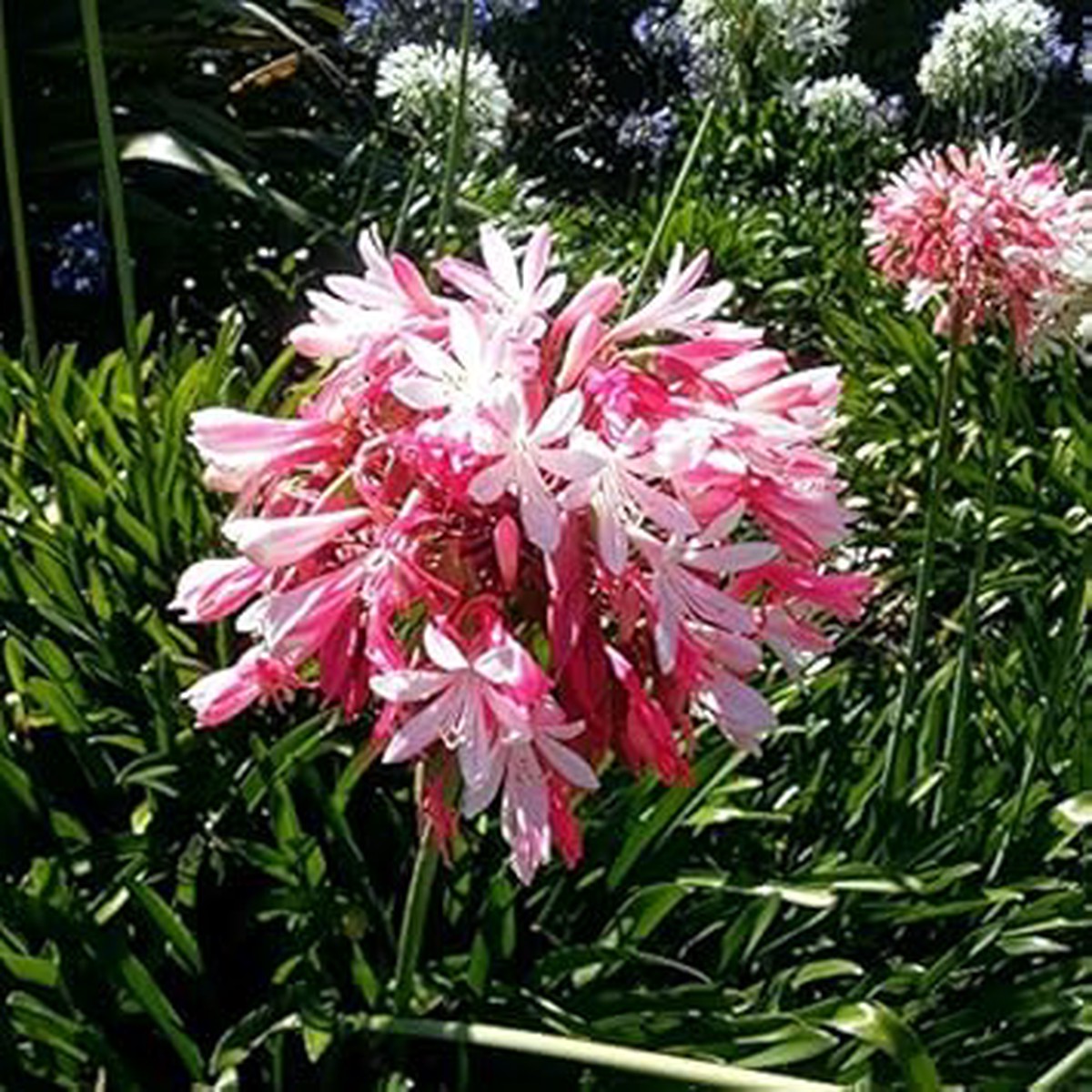 Pink Agapanthus Flower Seeds Heirloom, Non-GMO Seeds for Planting | High Germination Organic Garden Seeds