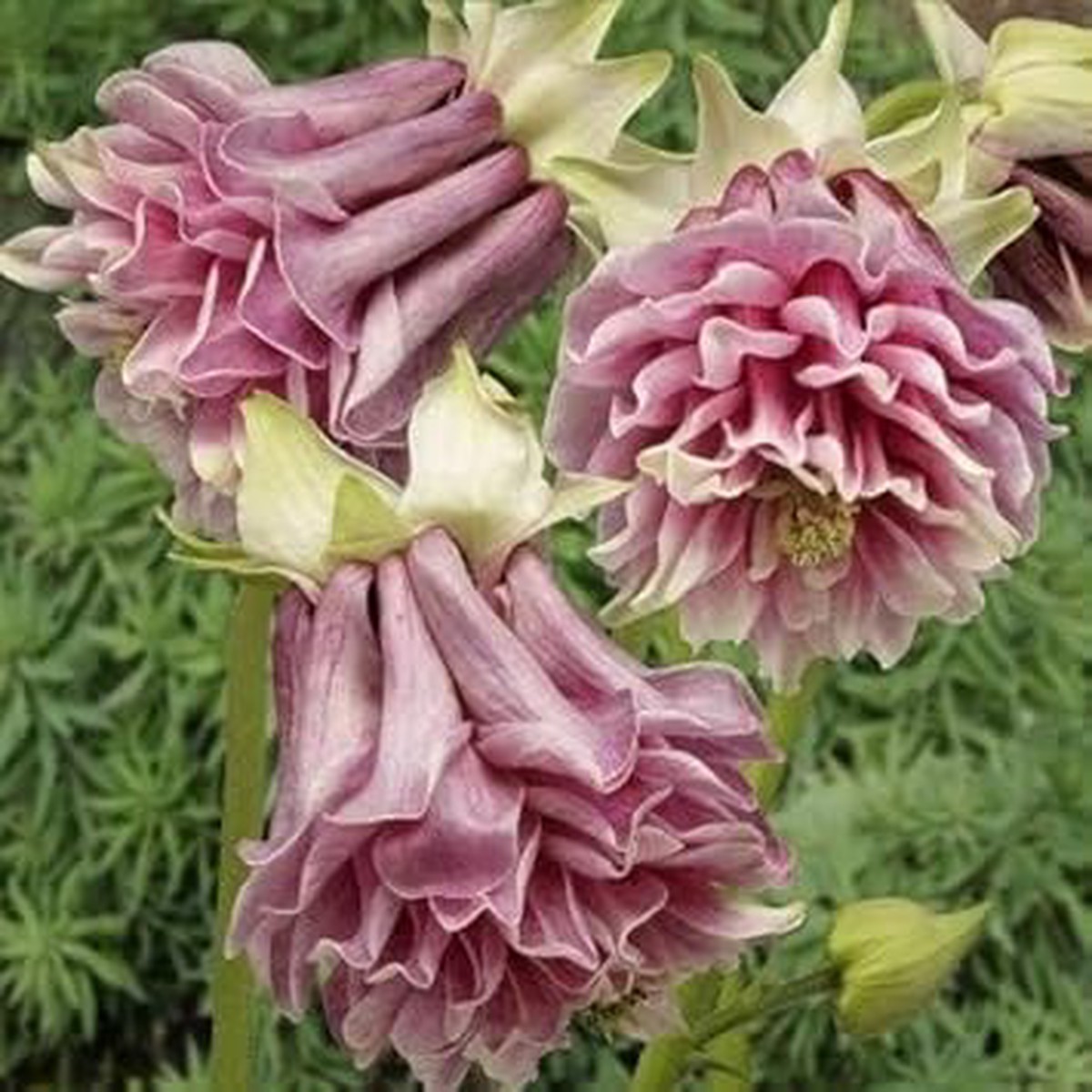 Pink Petticoat Flower Seeds for Planting - NON GMO Seeds