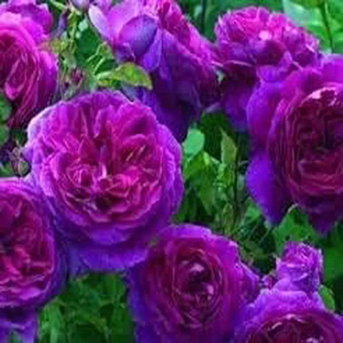 Pink Purple Climbing Rose Plant Seeds for Planting Non-GMO Heirloom Garden Seeds for Home and Outdoor Growing