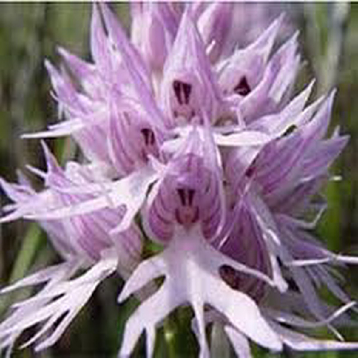 Purple Pyramid Monkey Orchid Flower Seeds Heirloom Non-GMO High Germination Organic Garden Seeds for Planting
