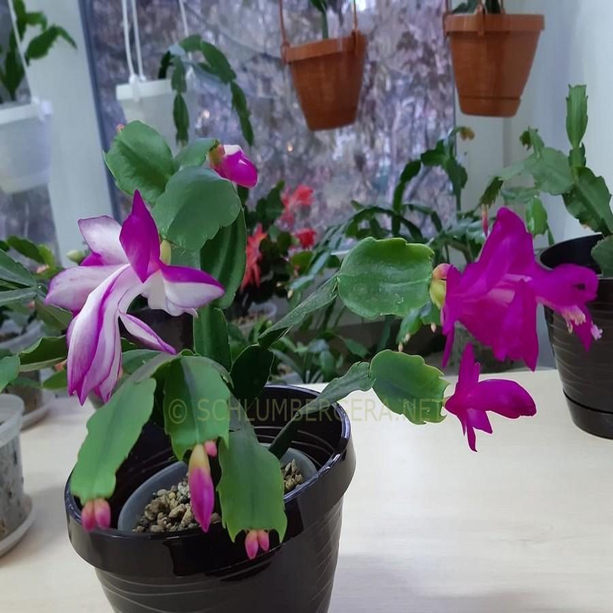 Purple White Schlumbergera Plant Seeds Heirloom Non-GMO Seeds for Garden Planting High Germination Cactus Blooms