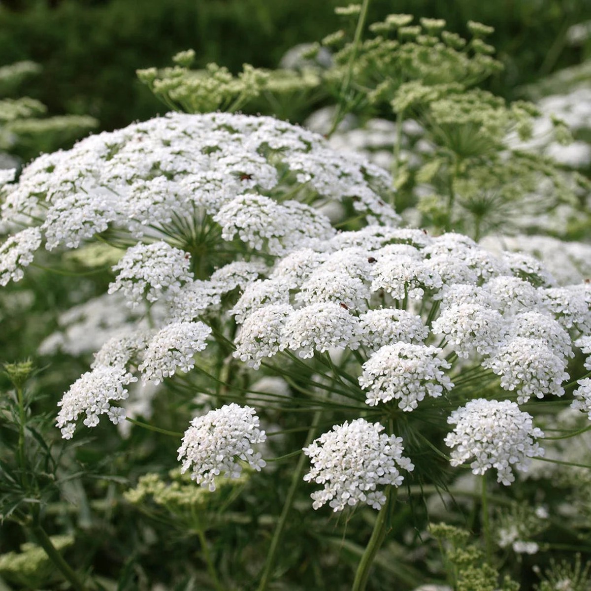 White Bishops Flower Seeds for Planting Heirloom, Non-GMO, High Germination, Organic Garden Seeds