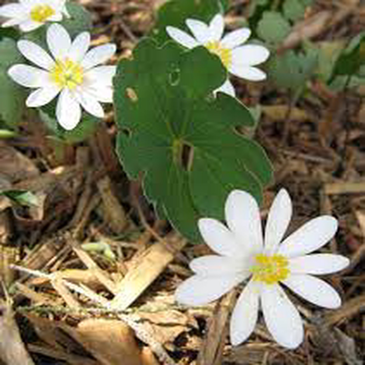 White Sanguinaria Flower Seeds for Planting - NON GMO Seeds