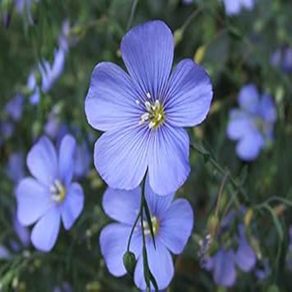 Blue Linum Lewisii Flower Seeds for Planting Perennial Wildflower with Vibrant Sky-Blue Blooms