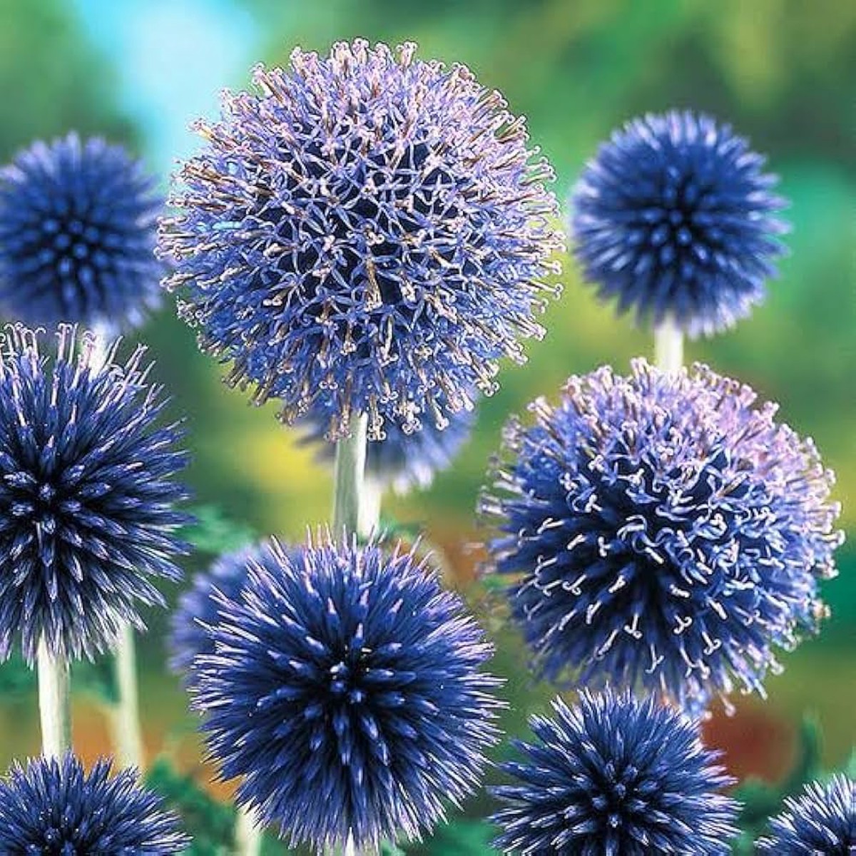 Blue Ritro Flower Seeds for Planting Heirloom, Non-GMO, Organic Garden Seeds, High Germination