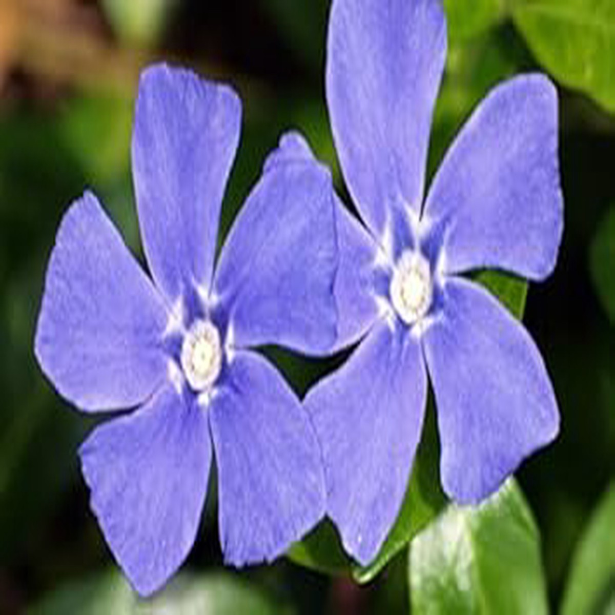 Blue Vinca Periwinkle Plant Seeds Heirloom Non-GMO High Germination Seeds for Planting Home & Outdoor Gardens