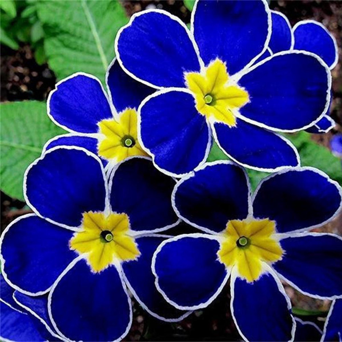 Blue Yellow Pansy Flower Seeds for Planting Heirloom, Non-GMO, High Germination Organic Garden Seeds for Vibrant Blooms