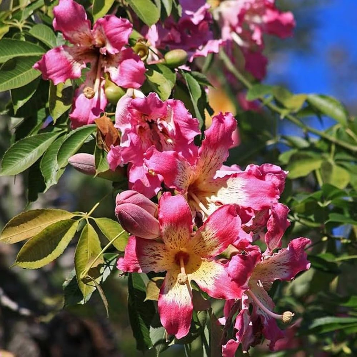 Chorisia Insignis Flower Seeds for Planting Beautiful Silk Floss Tree Blooms