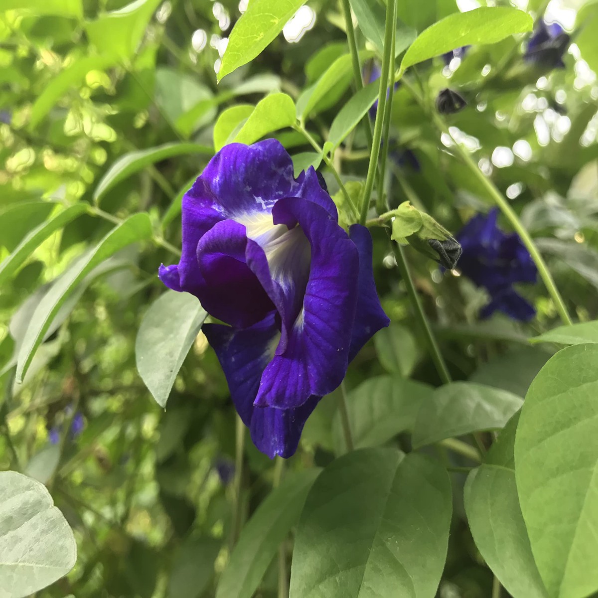 Clitoria Flower Seeds for Planting Heirloom, Non-GMO, High Germination Organic Garden Seeds