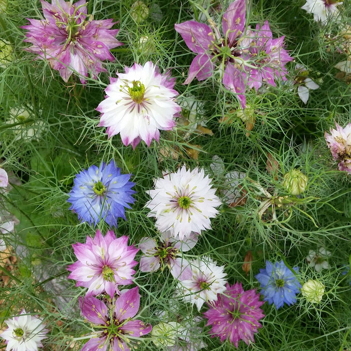 Damascena Flower Seeds Premium Heirloom Blooms for Home Gardens