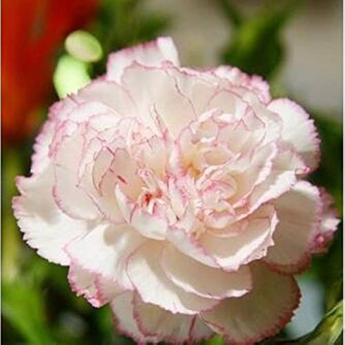 Heirloom Non-GMO Baby Pink Carnation Flower Seeds High Germination Organic Garden Seeds for Planting Classic Fragrant Blooms