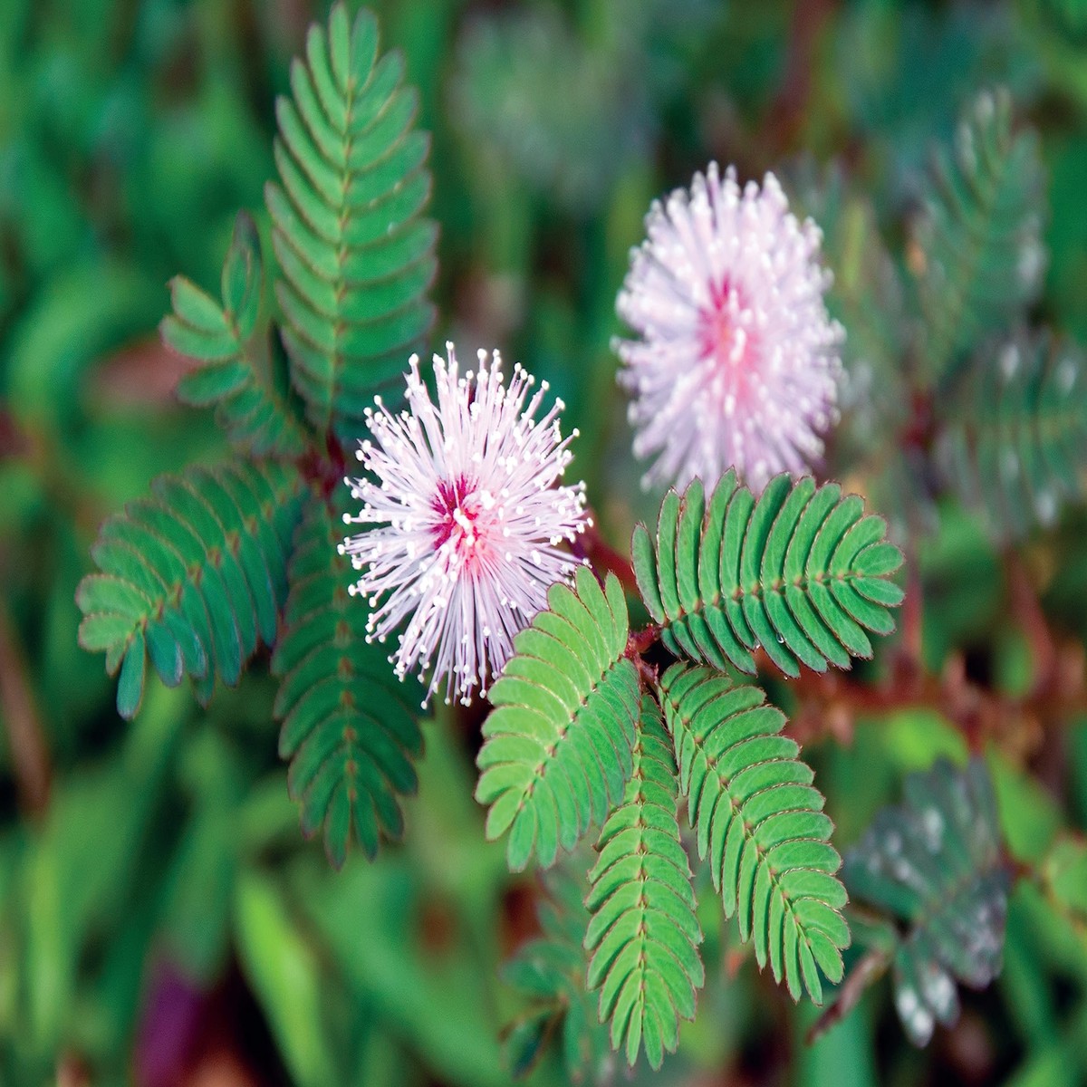 Heirloom Non-GMO Mixed Mimosa Pudica Plant Seeds High Germination Organic Garden Seeds for Planting Sensitive Plants Indoors or Outdoors