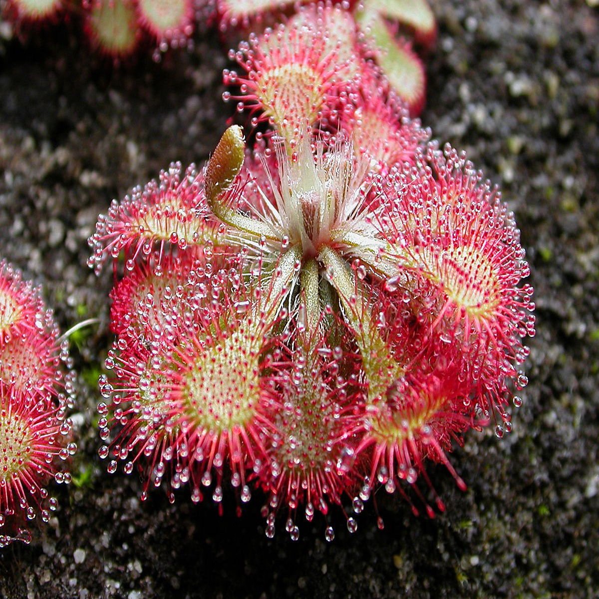 Heirloom Non-GMO Pink Drosera Sundew Flower Seeds Seeds for Planting | High Germination Organic Garden Seeds
