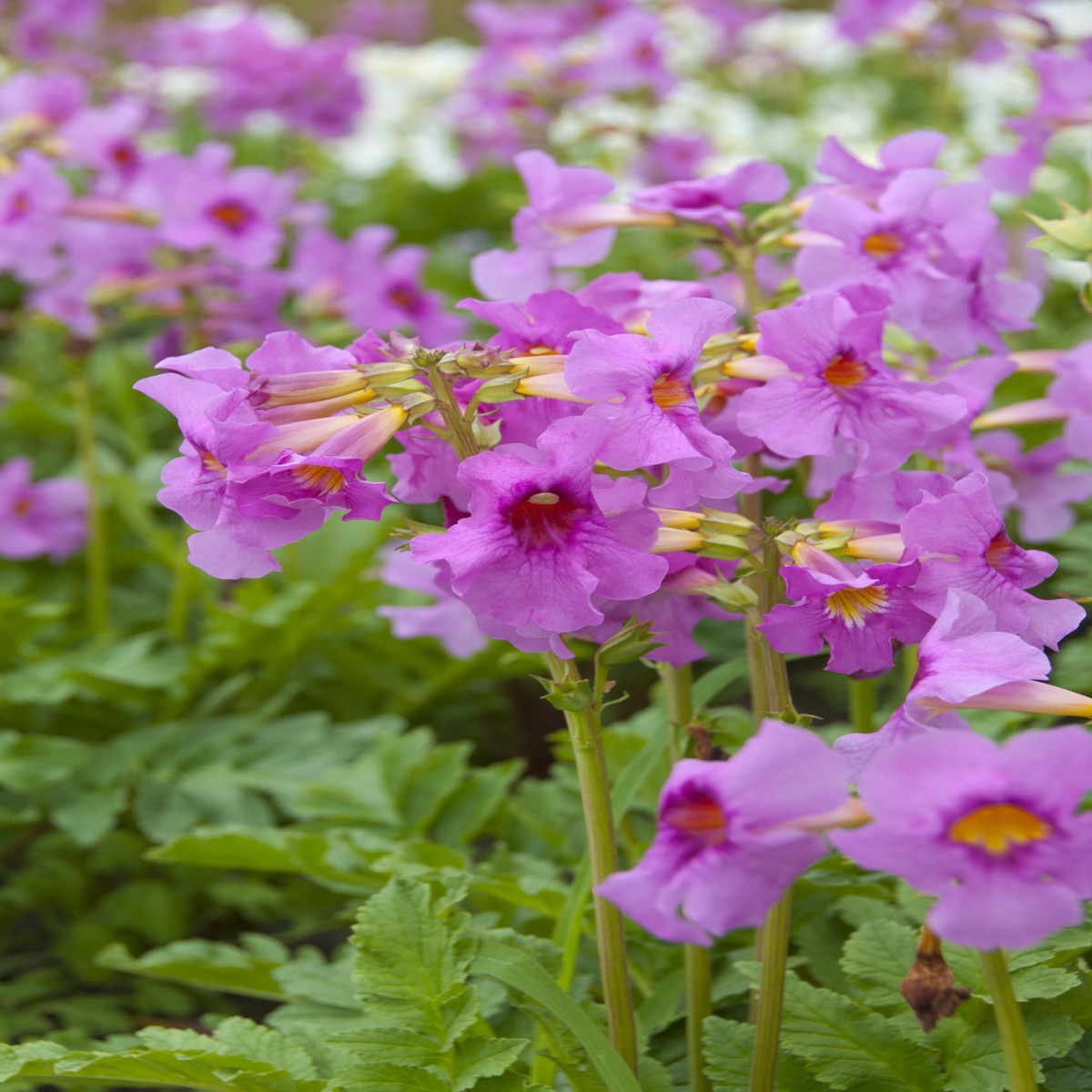 Incarvillea Delavayi Plant Seeds for Planting Hardy Trumpet Flower Perennial