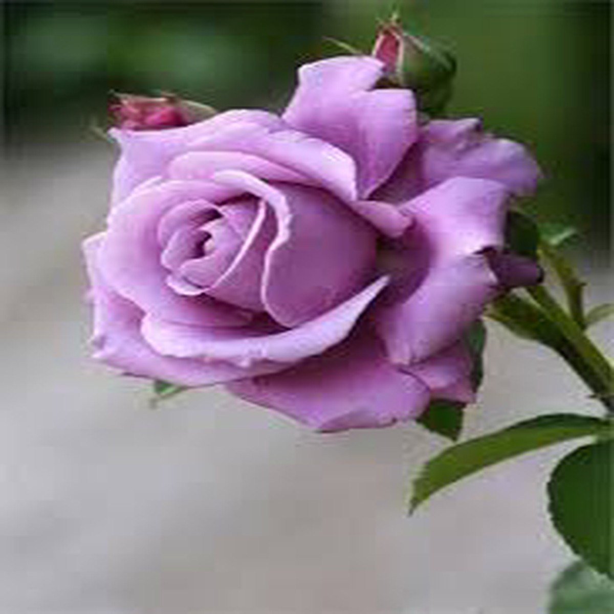 Lavender Rose Flower Seeds for Planting Heirloom, Non-GMO, High Germination Organic Garden Seeds