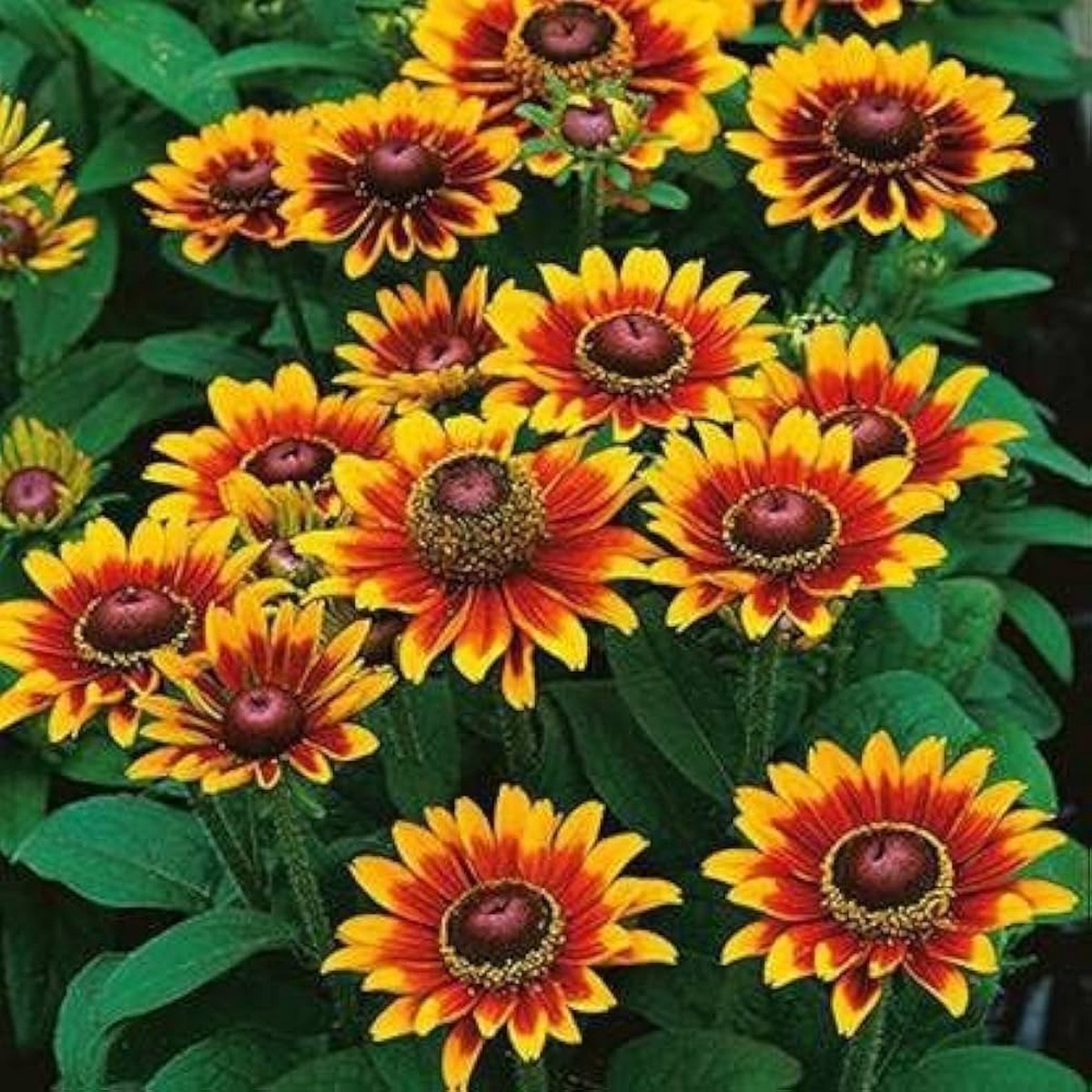 Orange Rudbeckia Flower Seeds for Planting Heirloom, Non-GMO, Organic Garden Seeds, High Germination