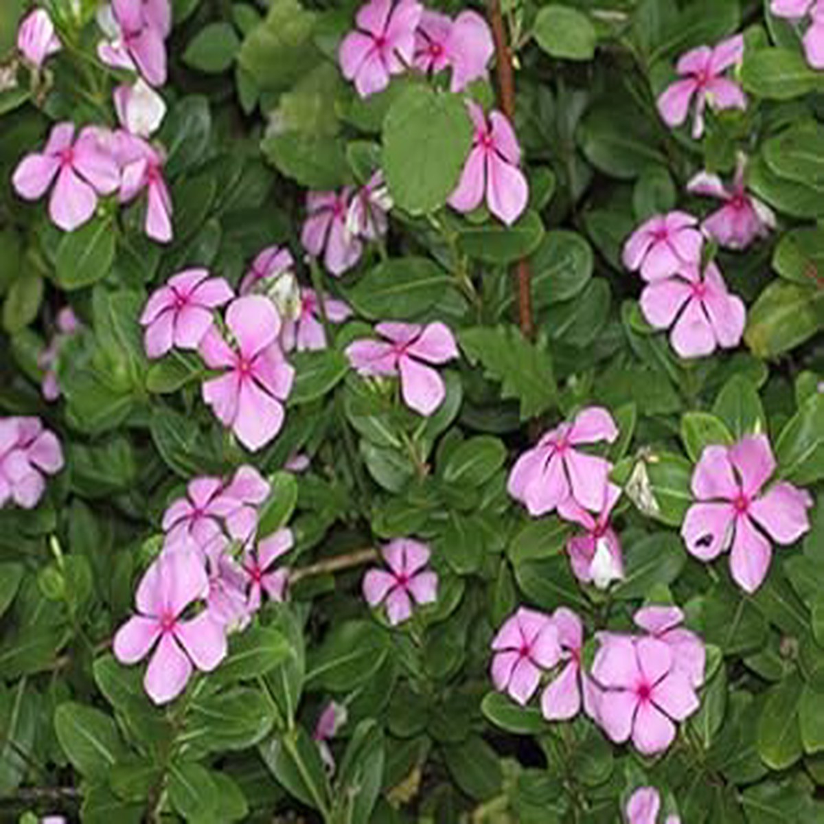 Organic Pink Catharanthus Flower Seeds for Planting Heirloom Non-GMO Seeds with High Germination for Organic Garden Lovers