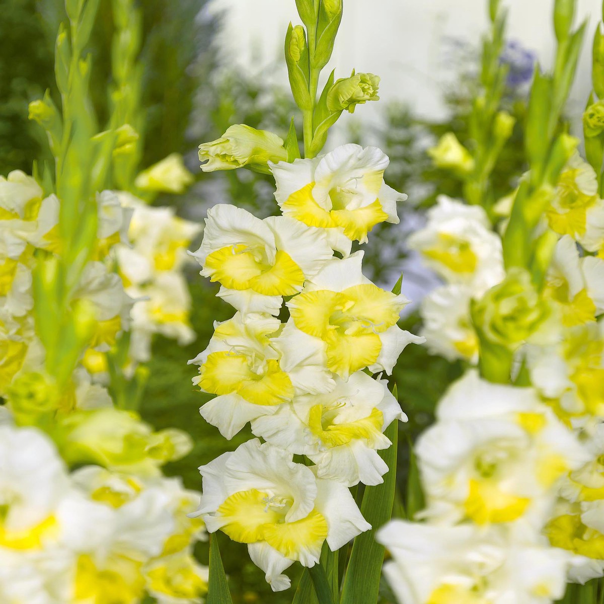 Perennial Gladiolus Green Flower Seeds for Planting Heirloom, Non-GMO, High Germination Organic Garden Seeds