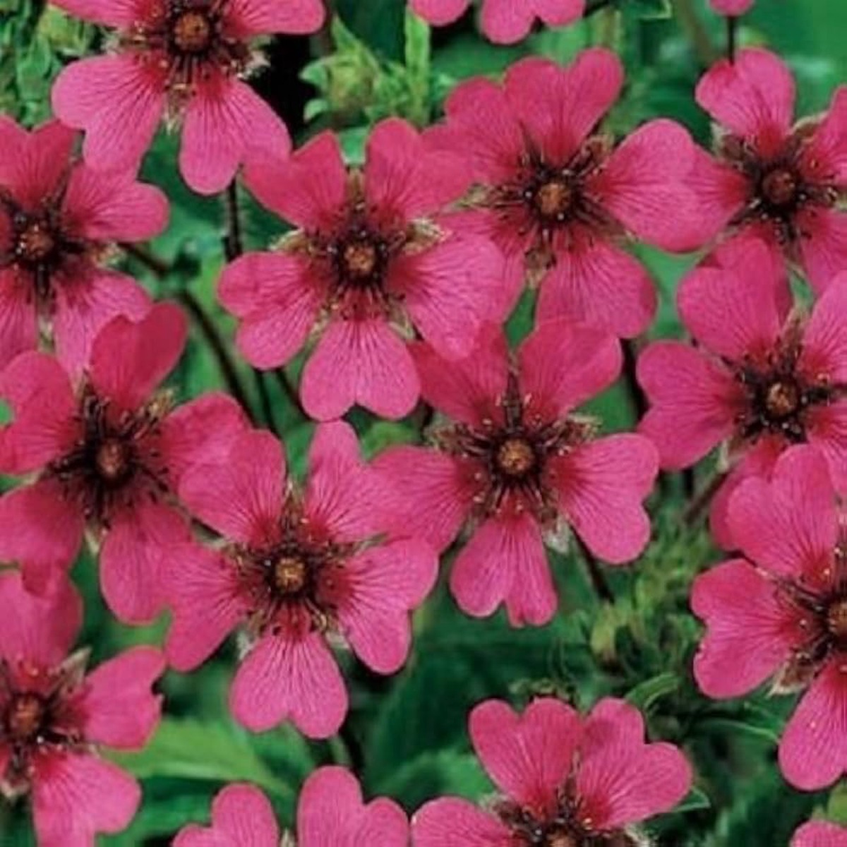 Pink Potentilla Nepalensis Flower Seeds for Planting Heirloom, Non-GMO, High Germination Organic Garden Seeds