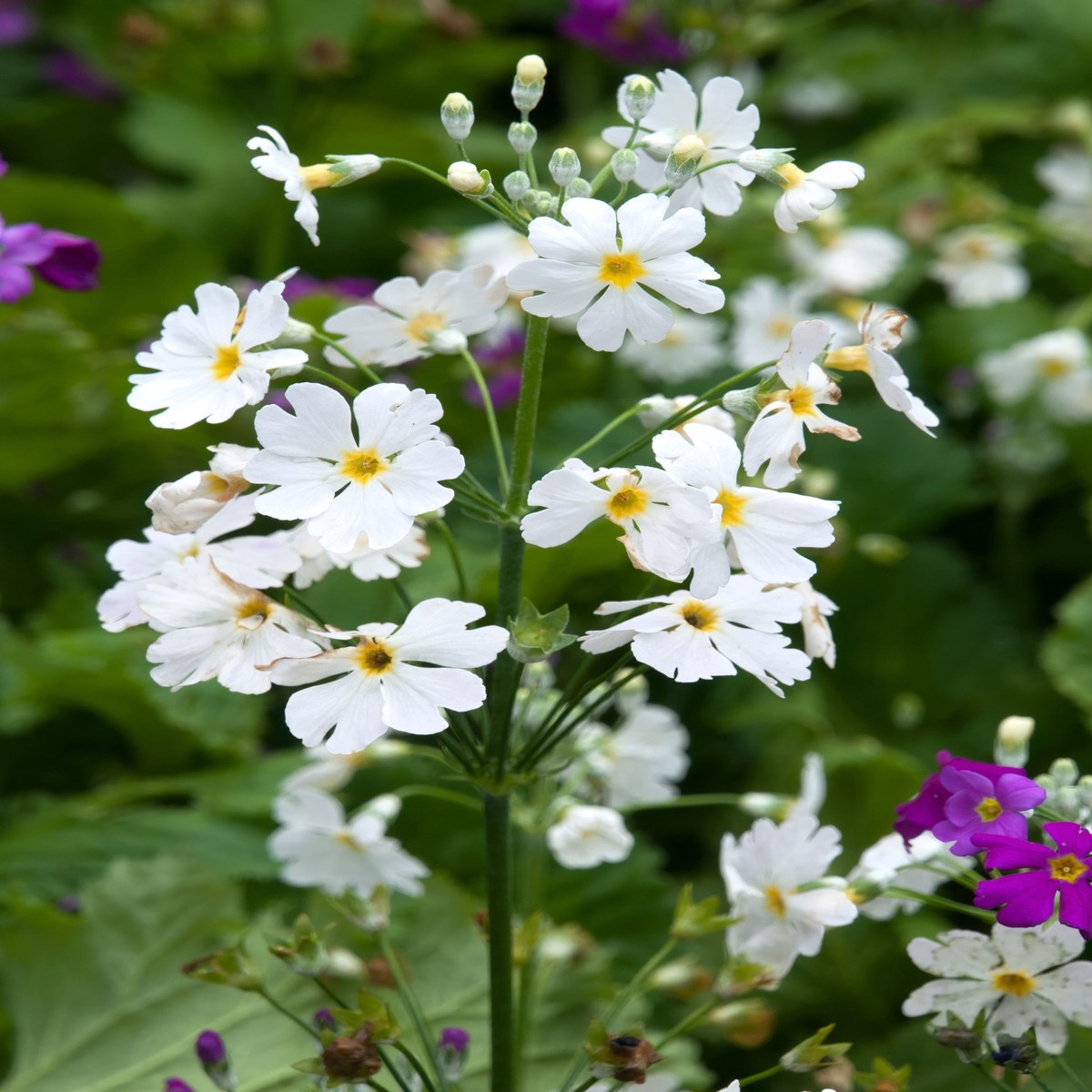 Primula Malacoides White Yellow Flower Seeds for Planting Heirloom, Non-GMO, High Germination Organic Garden Seeds
