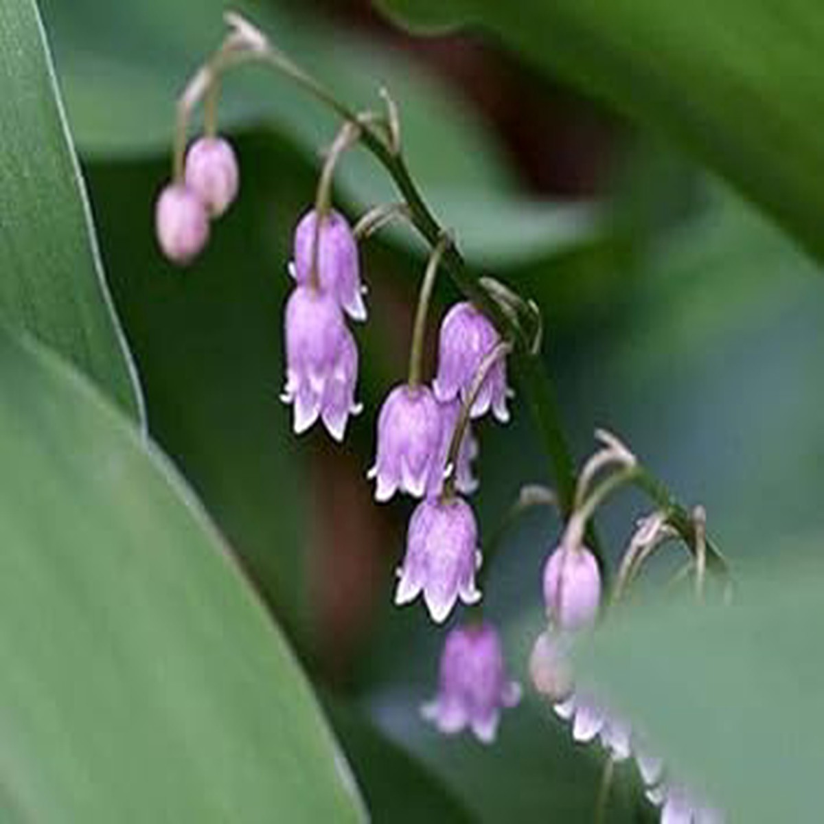 Purple Bell Orchid Flower Seeds for Planting Heirloom Non-GMO Seeds with High Germination for Organic Gardens