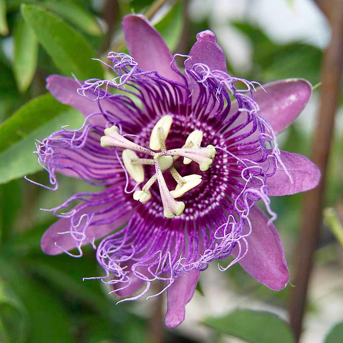 Purple Passionflower Plant Seeds for Planting Heirloom, Non-GMO, High Germination Organic Garden Seeds for Vibrant Blooms