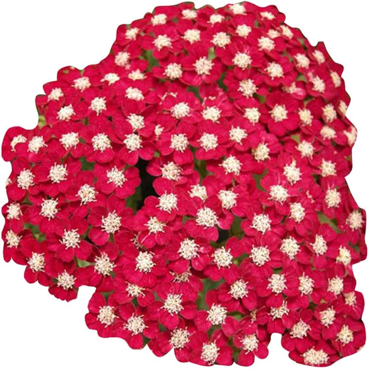 Red Achillea Flower Seeds for Planting - NON GMO Seeds