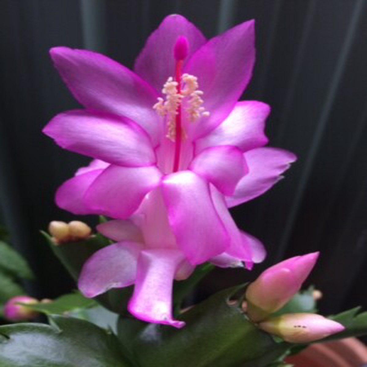 Violet Zygocactus Truncatus Flower Seeds Heirloom Non-GMO Seeds for Planting High Germination Organic Garden Seeds