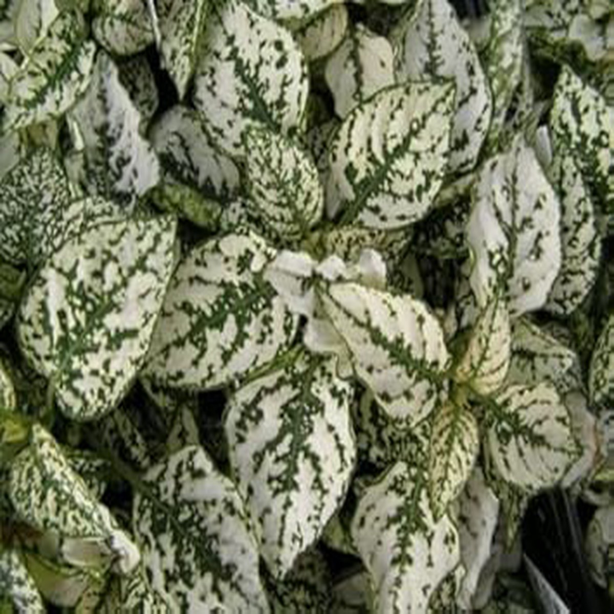 White Green Hypoestes Polka Plant Seeds for Planting Easy-to-Grow Indoor & Outdoor Ornamental Foliage
