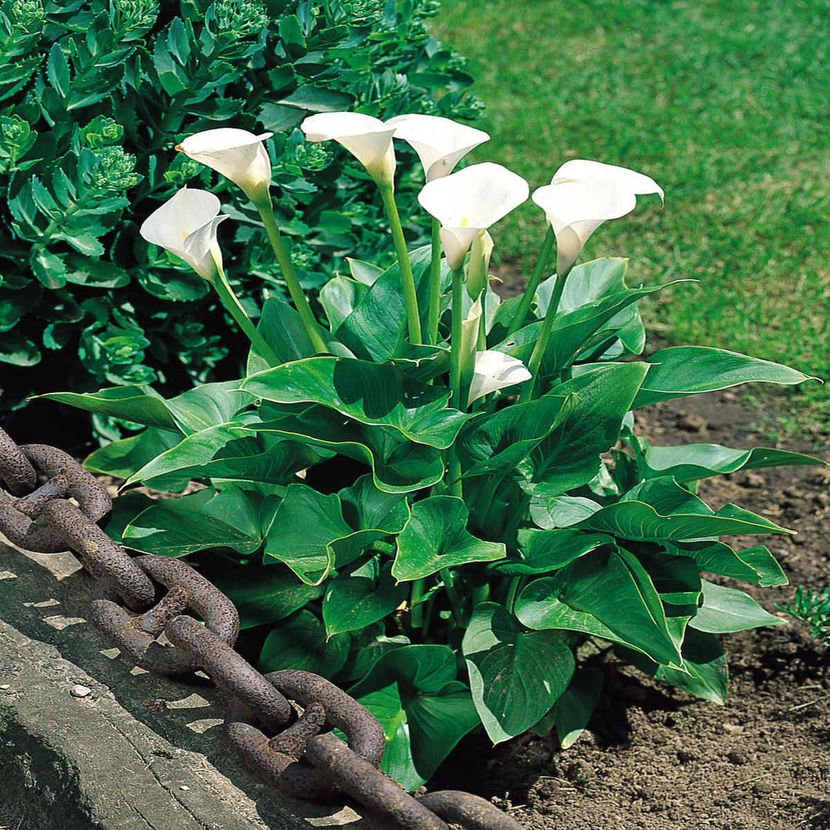 White Zantedeschia Aethiopica Flower Seeds for Planting Heirloom, Non-GMO, High Germination Organic Garden Seeds