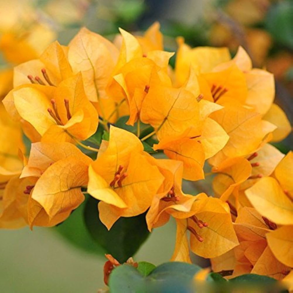 Yellow Bougainvillea Seeds for Planting Organic, Heirloom, Non-GMO Flowers