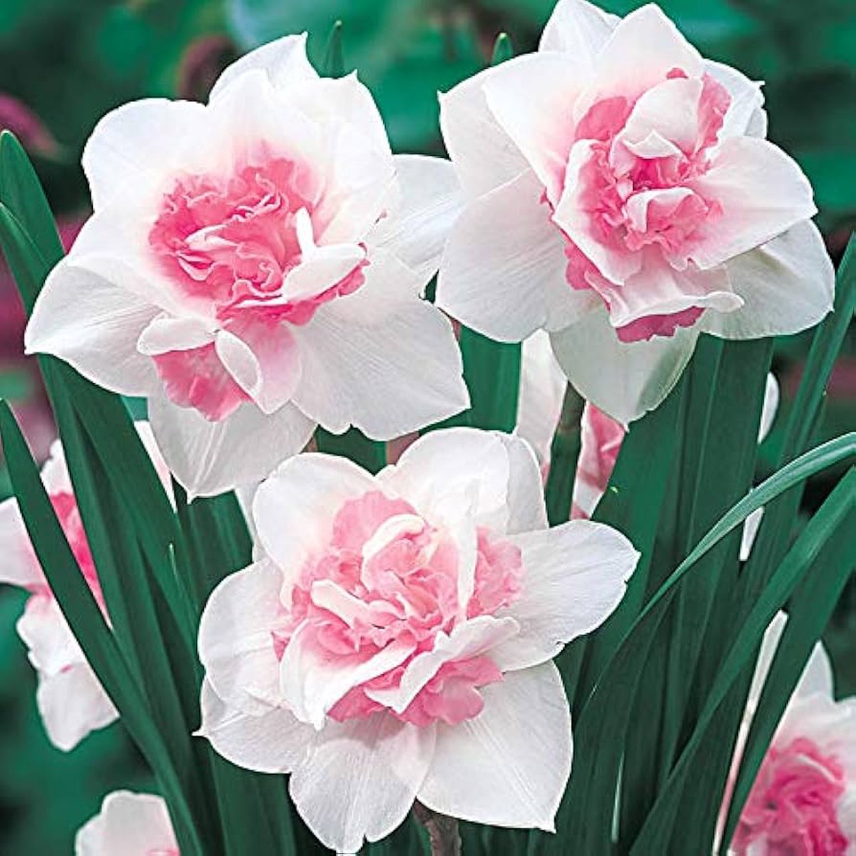 Baby Pink White Daffodil Flower Seeds for Planting Heirloom, Non-GMO, High Germination Organic Garden Seeds