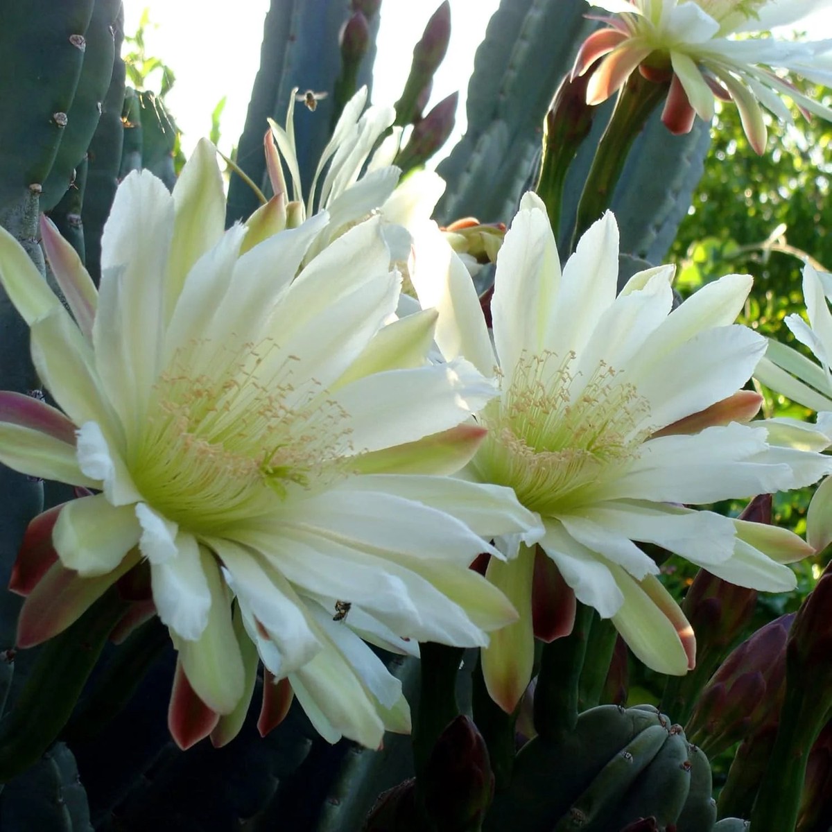 Cereus Flower Seeds for Planting Night-Blooming Cactus Seeds, Easy to Grow, Stunning Desert Blooms