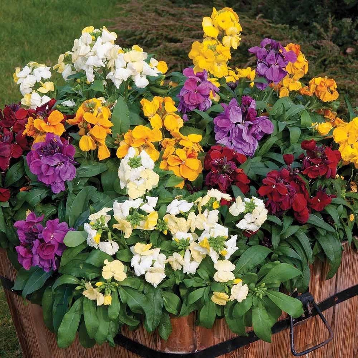 Heirloom Mixed Erysimum Flower Seeds for Planting Non-GMO, High Germination Organic Garden Seeds