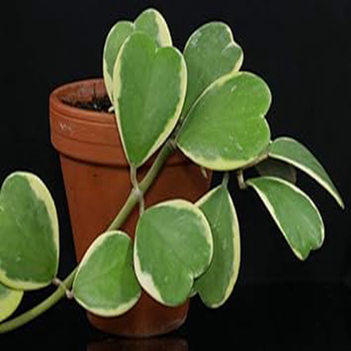 Heirloom Non-GMO Green Hoya Kerrii Flower Seeds Heart-Shaped Blooms | High Germination Organic Garden Seeds