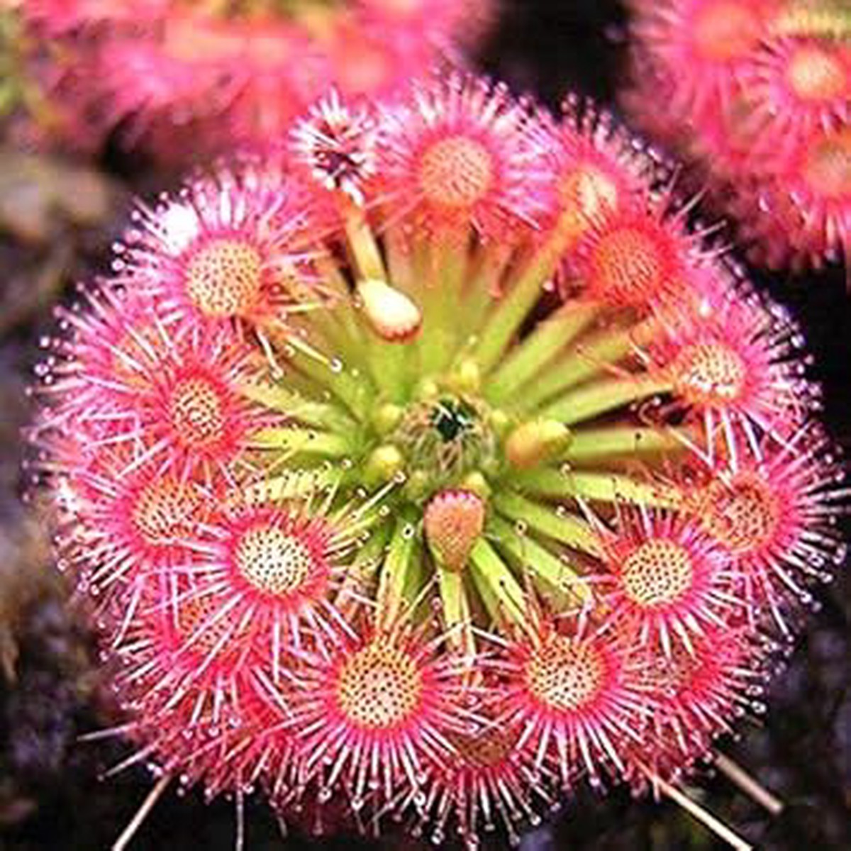 Heirloom Non-GMO Pink Sundew Flower Seeds for Garden Planting Carnivorous Ornamental Blooms