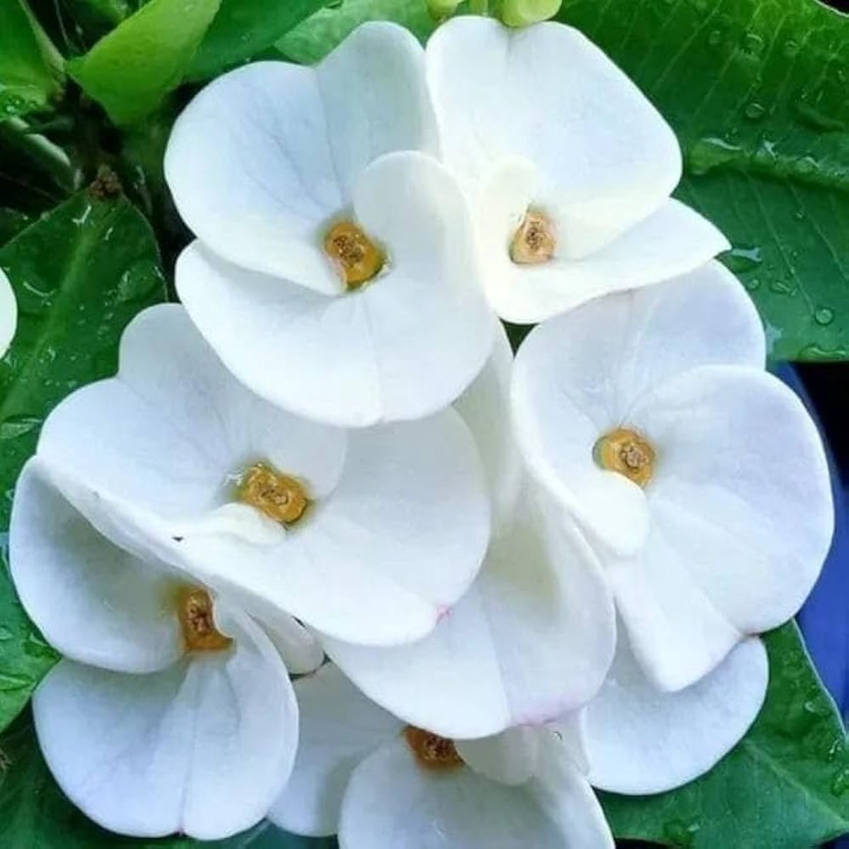 Heirloom White Euphorbia Milii Flower Seeds Non-GMO Seeds for Planting | High Germination Organic Garden Seeds