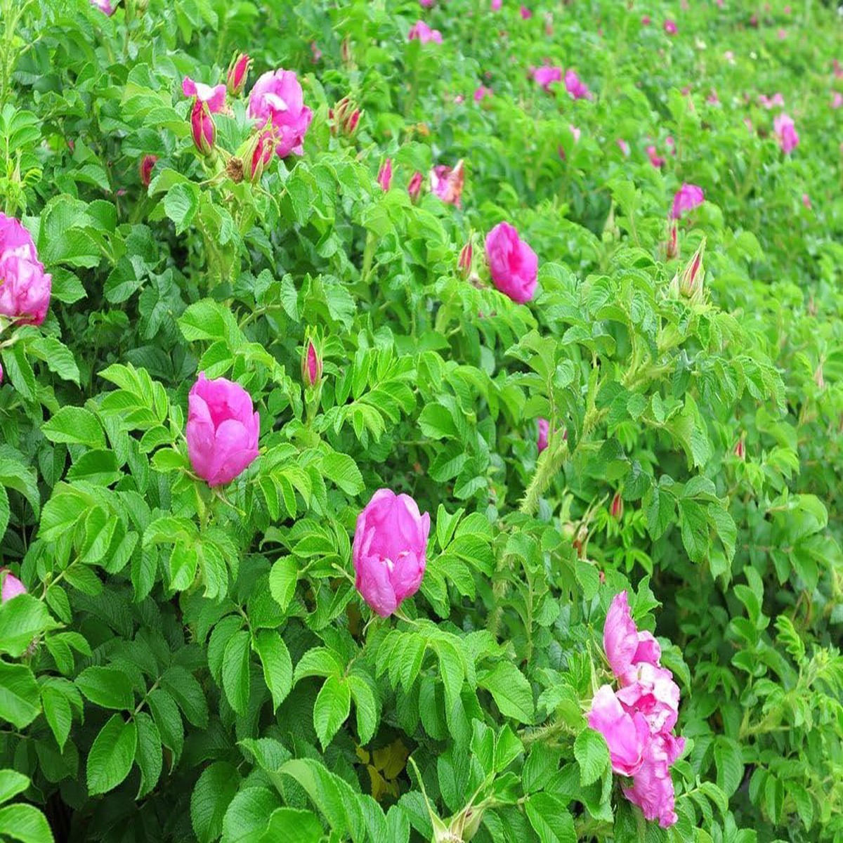 Kartoffelrose Flower Seeds for Planting Hardy Rugosa Rose, Fragrant Blooms, Perennial Garden Flowers