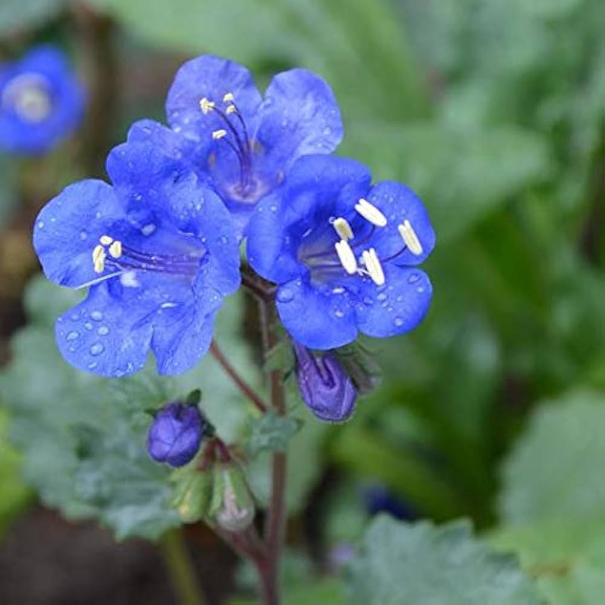 Organic Heirloom Non-GMO Blue California Bluebells Flower Seeds for Planting Wild Blooms, High Germination
