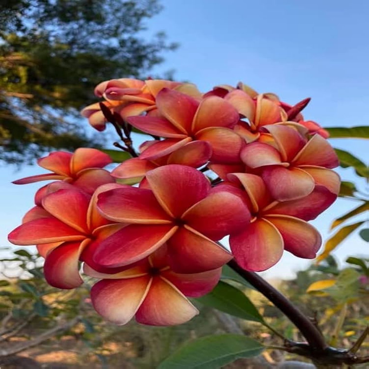 Organic Red White Frangipani Flower Seeds for Planting Heirloom Non-GMO Organic Garden Seeds, High Germination