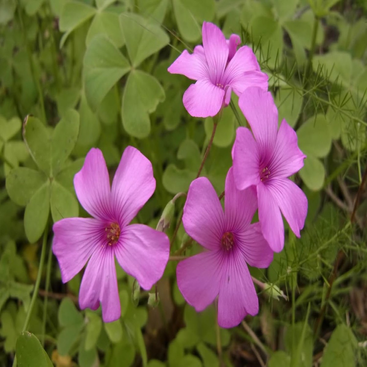Oxalis Articulata Flower Seeds Heirloom, Non-GMO Seeds for Planting Bright Pink Garden Blooms