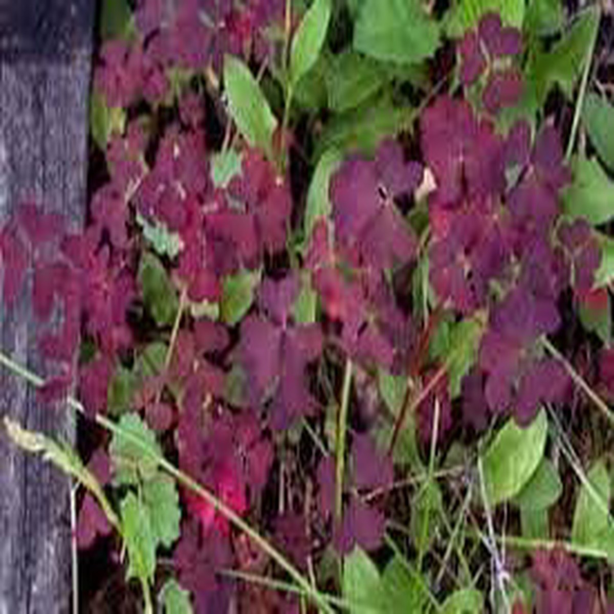 Oxalis Plant Seeds Heirloom, Non-GMO Seeds for Planting Colorful and Hardy Garden Blooms